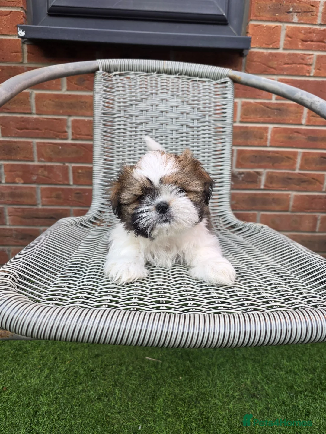 Mixed Breed dogs for sale: Shih tzu girl in Leeds - Advert 6