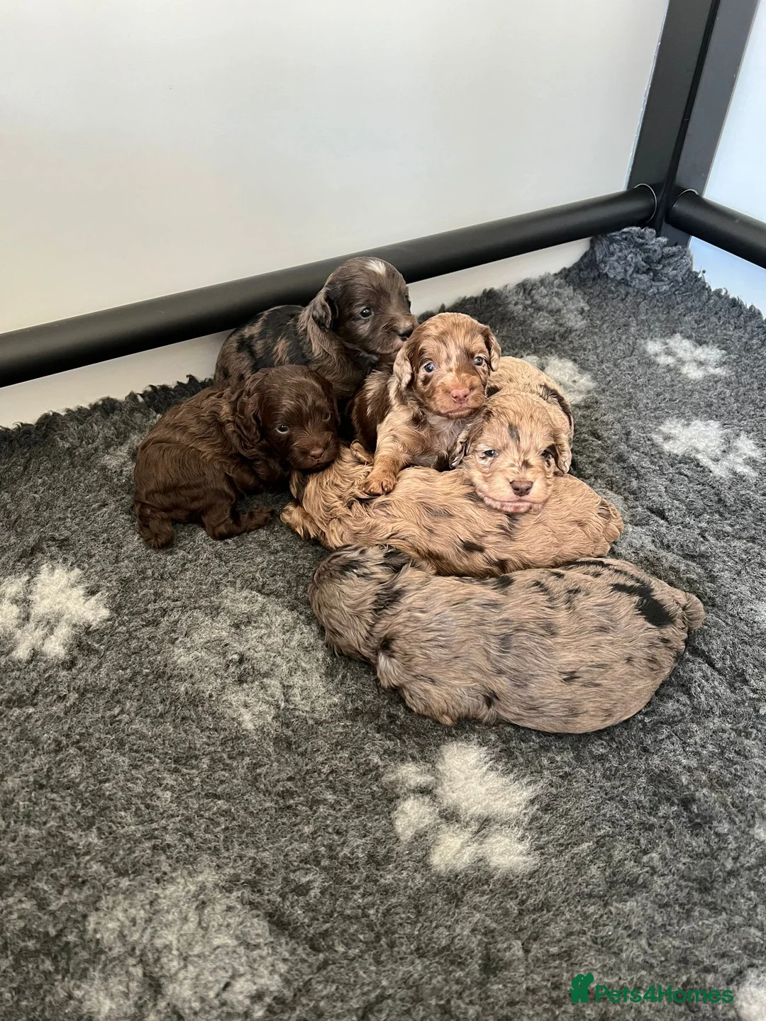Cockapoo dogs for stud: F1 proven Blue Merle Cockapoo for stud in Aylesford - Advert 16