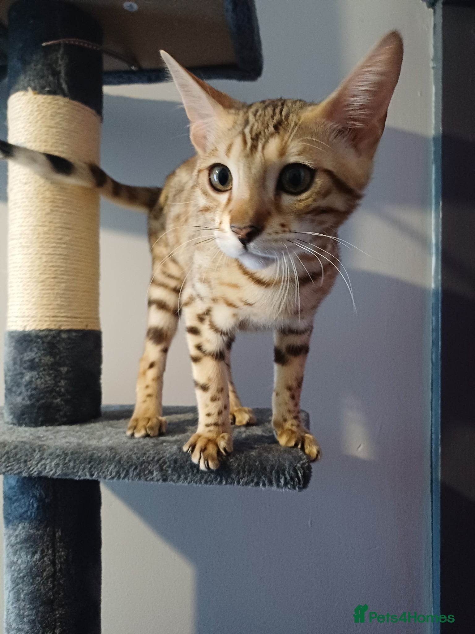 Bengal cats Sweet Bengal - Advert 1