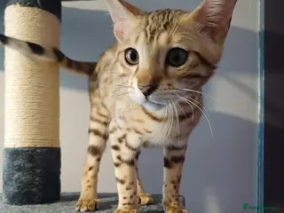 Bengal cats Sweet Bengal - Advert 1