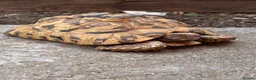 Tortoise reptiles for sale: Male leopard tortoise  - Advert 2
