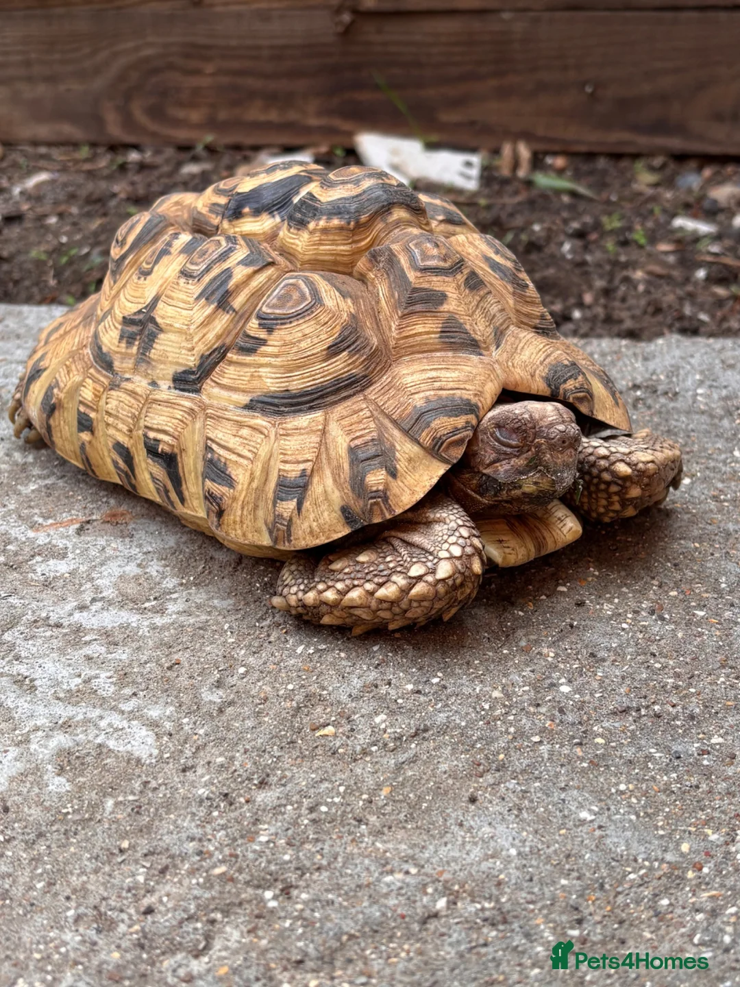 Tortoise reptiles for sale: Male leopard tortoise  - Advert 2