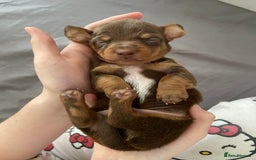 Miniature Dachshund dogs for sale: Dolly mixture dapple/piebald  - Image 10