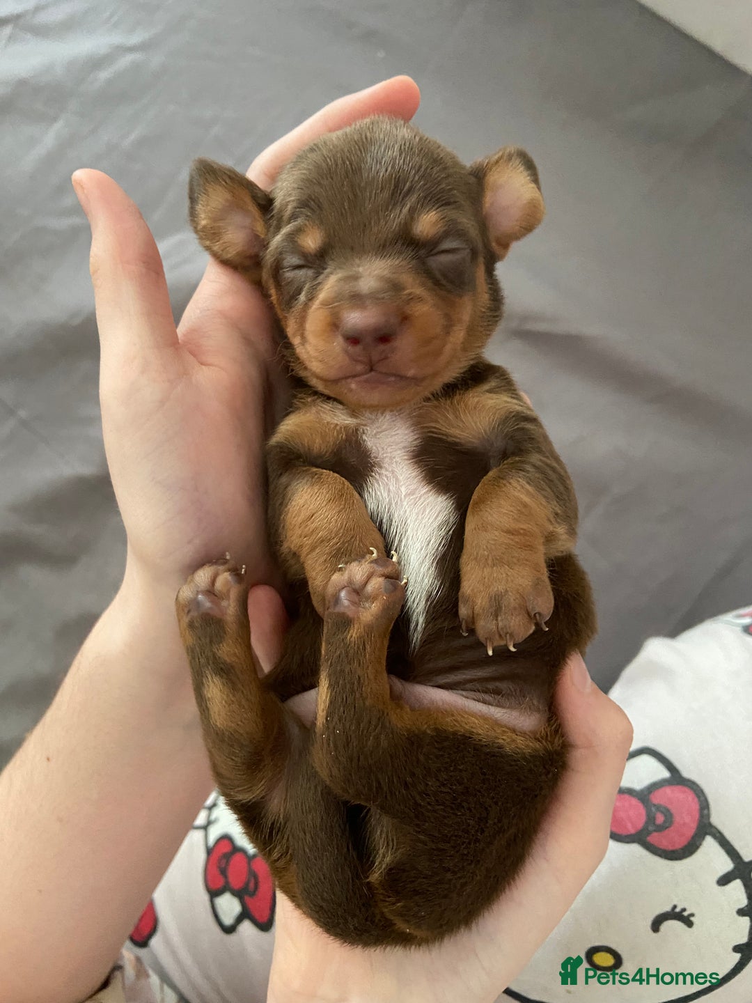 Miniature Dachshund dogs for sale: Dolly mixture dapple/piebald  - Image 10