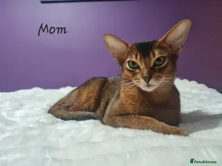 Abyssinian cats Abyssinian kitten - Advert 5