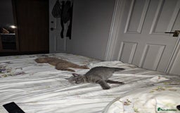 British Shorthair cats for sale: British shorthaired kittens for sale - Image 10