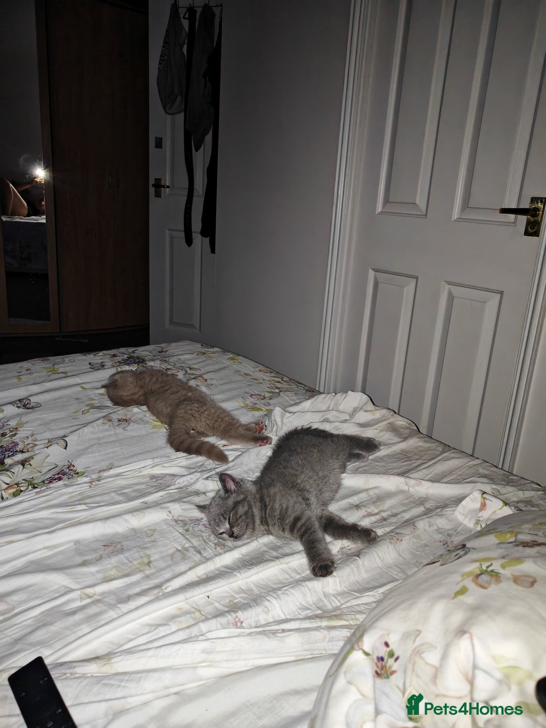 British Shorthair cats for sale: British shorthaired kittens for sale - Image 10