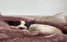 Mixed Breed dogs for sale: Staffy cross American bulldog - Image 1