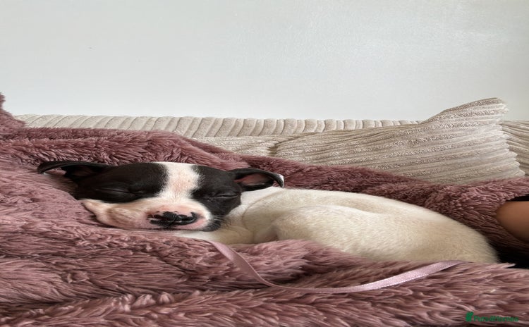 Mixed Breed dogs - Advert 7