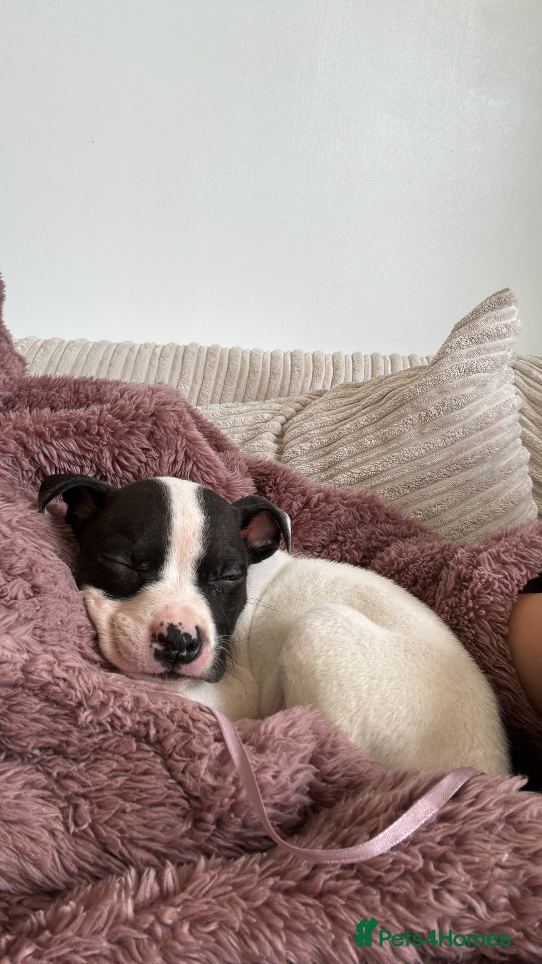 Mixed Breed dogs for sale: Staffy cross American bulldog - Image 1
