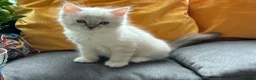 Ragdoll cats for sale: Luxury Blue Point Mitted Ragdoll Kittens - Advert 35