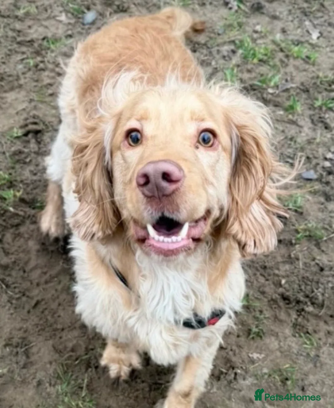 Cocker Spaniel dogs for sale: Rehoming our dog in Thornton-Cleveleys - Advert 1