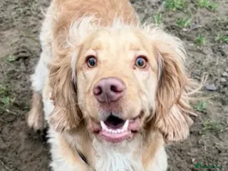 Cocker Spaniel dogs Rehoming our dog - Advert 4