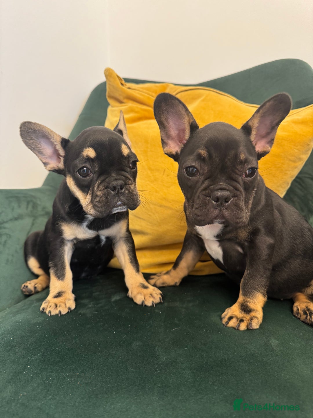French Bulldog dogs for sale:  REDUCED, 1 GIRL LEFT French bulldog puppies  - Image 2
