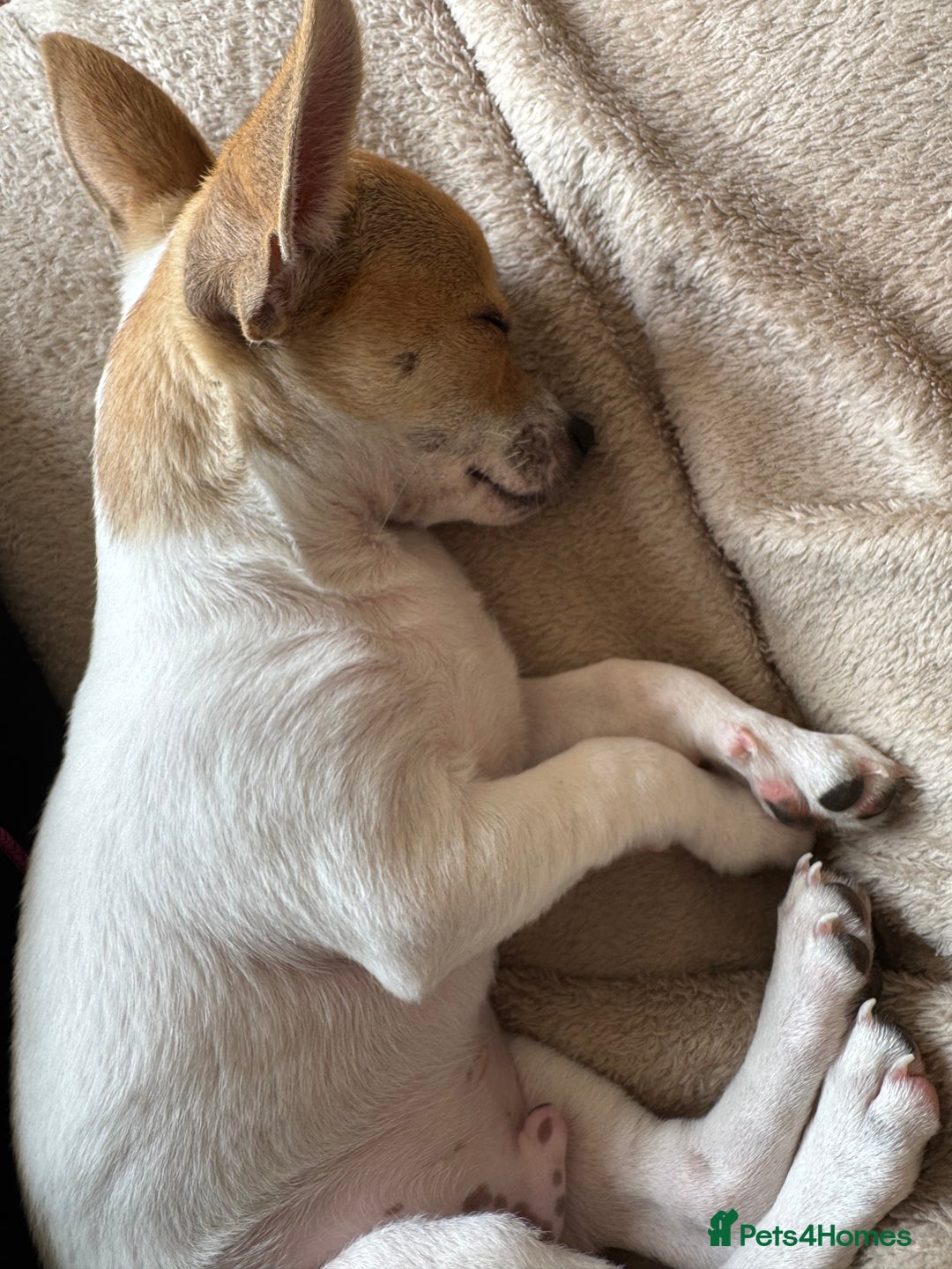 Mixed Breed dogs for sale: Jack Russell chihuahua cross  - Image 2