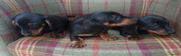 Miniature Dachshund dogs for sale: Black and Tan Miniature Dachshund Puppies 3 Boys - Advert 2