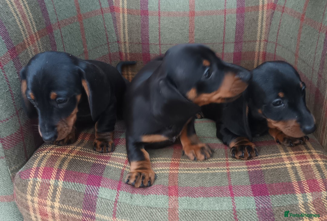 Miniature Dachshund dogs for sale: Black and Tan Miniature Dachshund Puppies 3 Boys - Advert 2
