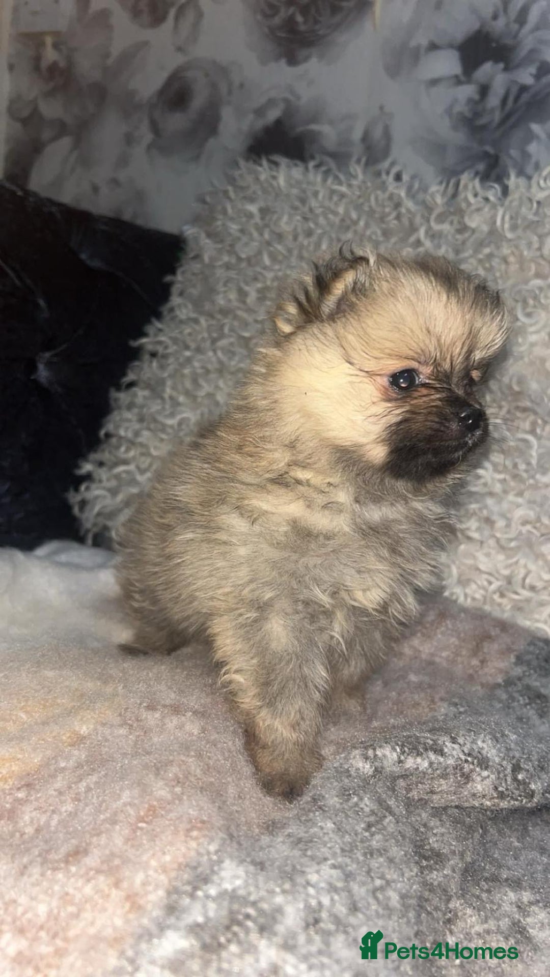 Pomeranian dogs for sale: Toy Pomeranian - Advert 15