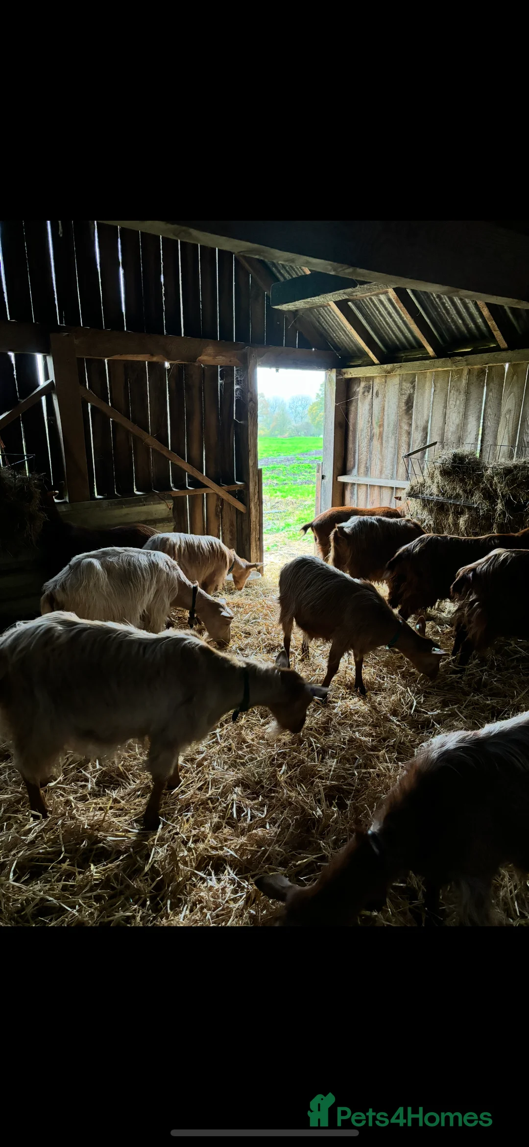 Goats livestock for sale: Golden Guernsey cross Goats. Various ages.  - Advert 4