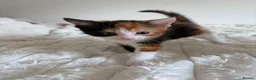 Mixed Breed cats for sale: Adorable Domestic Kittens for sale  - Advert 4