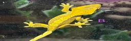 Gecko reptiles for sale: CB26 Unsexed Crested Geckos  - Advert 4