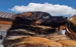 German Shepherd dogs for sale: TOP QUALITY LINES GSD PUPS AVAILABLE NOW - Image 8