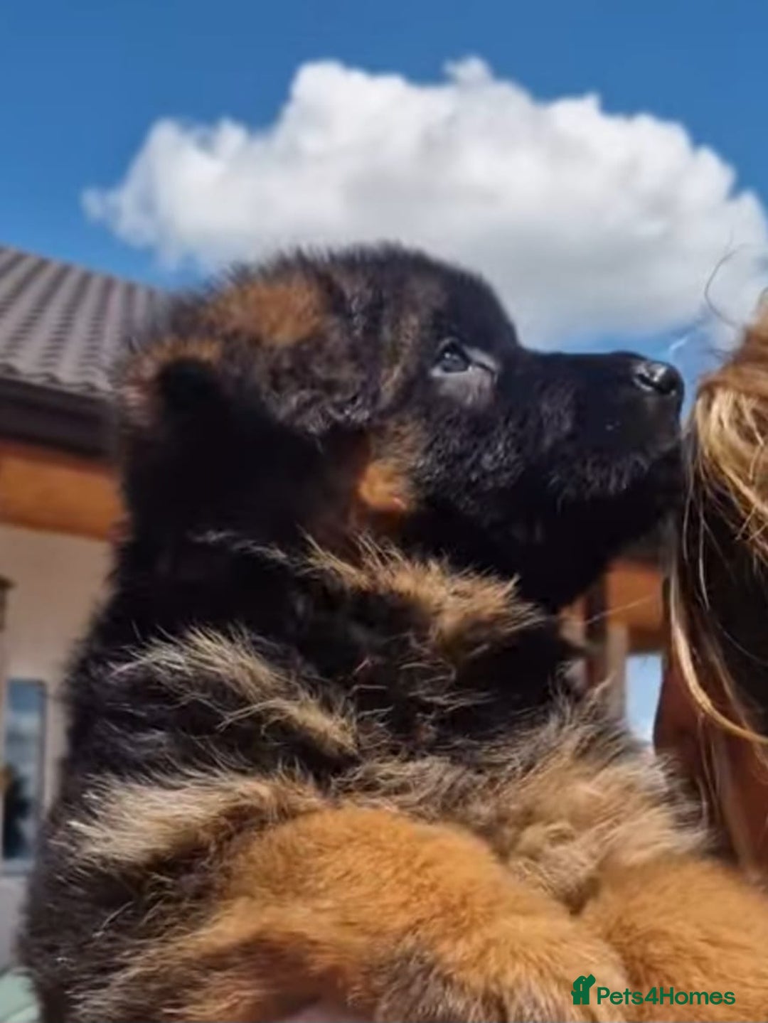German Shepherd dogs for sale: TOP QUALITY LINES GSD PUPS AVAILABLE NOW - Image 8