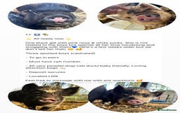 Pig livestock for sale: Kunekune Pigs  - Advert 2