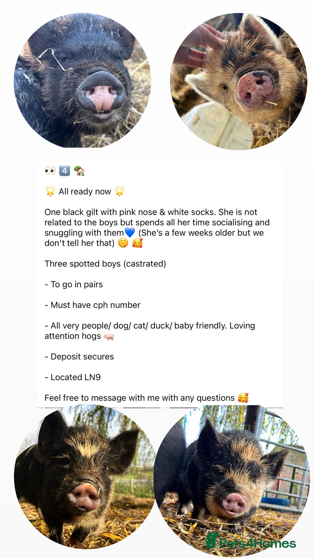 Pig livestock for sale: Kunekune Pigs  - Advert 2