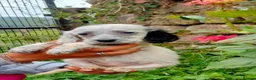 English Setter dogs for adoption: Mara's pups -4x male 4x female English Setter pups - Advert 24