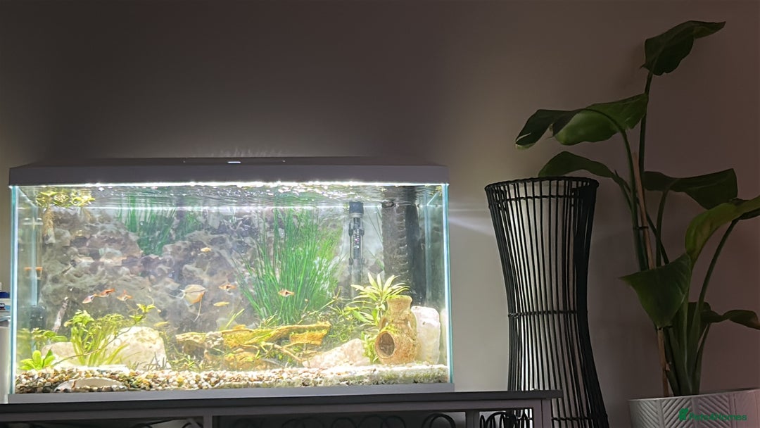 Gouramis fish for sale: 105l tank with live fish  - Advert 2