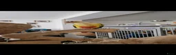 Conures birds for sale: Pineapple Conure DNA Male  in Liverpool - Advert 3