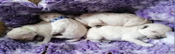 Miniature Poodle dogs for sale: White miniature poodle - Advert 2