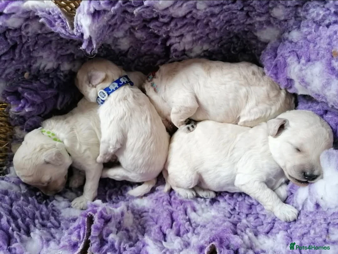 Miniature Poodle dogs for sale: White miniature poodle - Advert 2