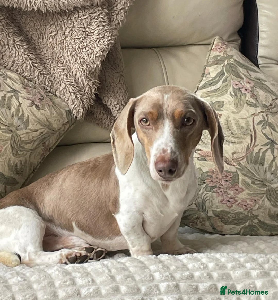 Dachshund dogs for sale: Dachshund-miniature  - Advert 10