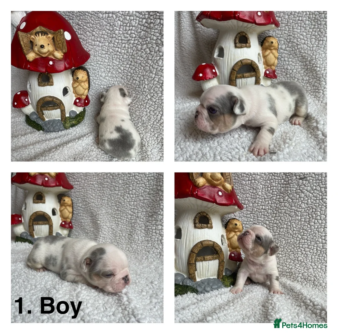 French Bulldog dogs for sale: Husky Fluffy Frenchies 🐶  - Advert 10