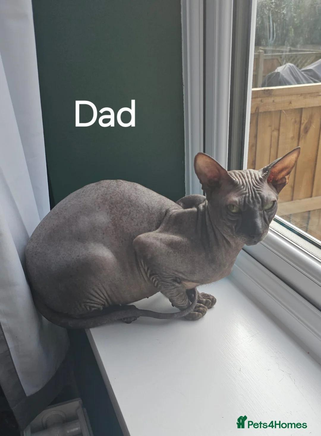 Sphynx cats for sale: Donskoy Sphynx - Advert 8