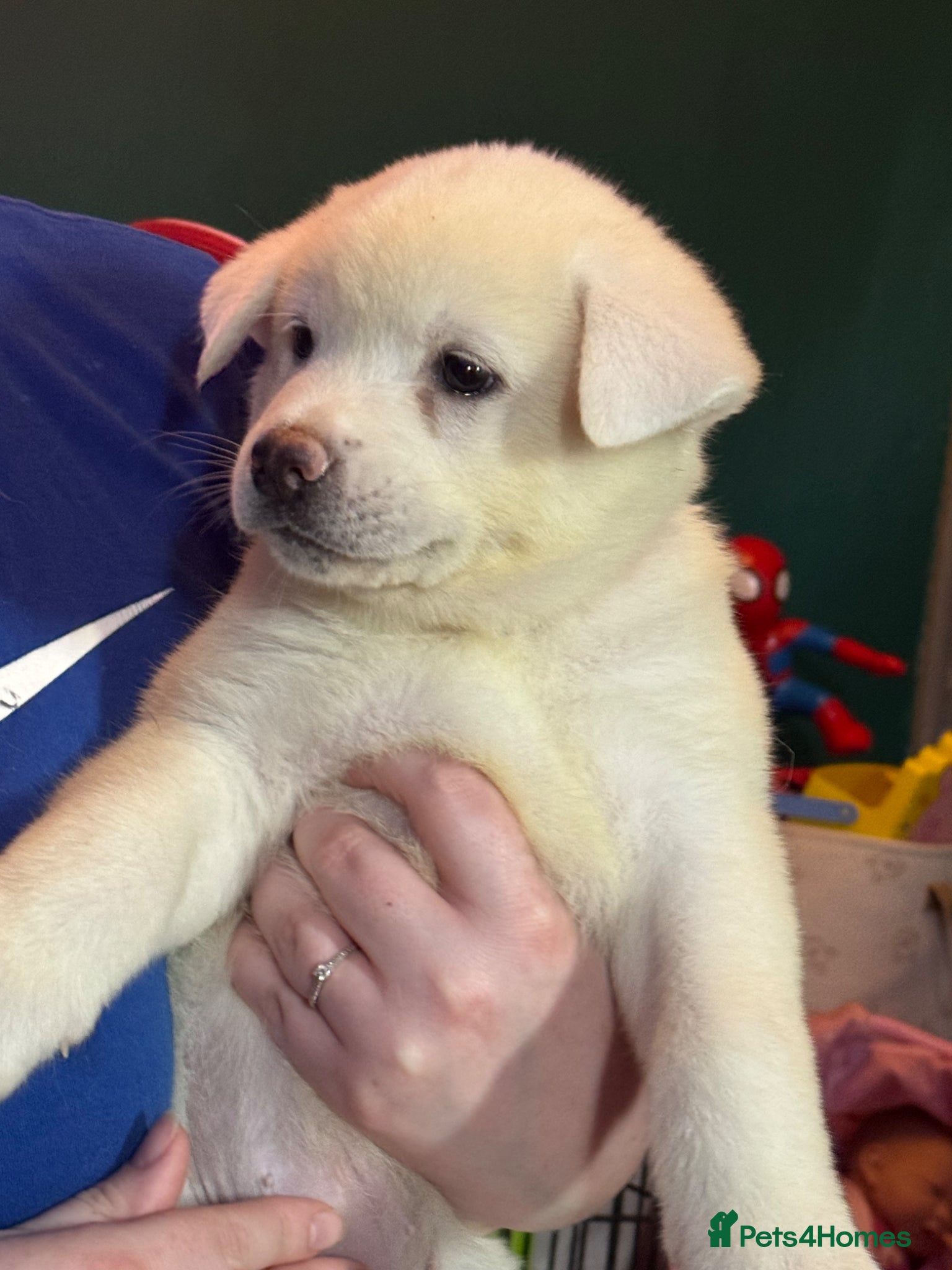 Japanese Akita Inu dogs Japanese Akita Puppies READY NEXT SATURDAY  - Advert 1