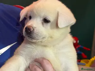 Japanese Akita Inu dogs Japanese Akita Puppies READY NEXT SATURDAY - Advert 12