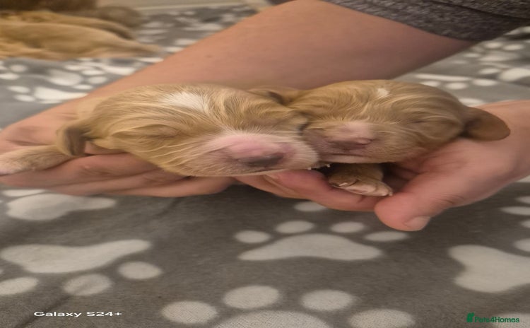 Cockapoo dogs - Advert 1