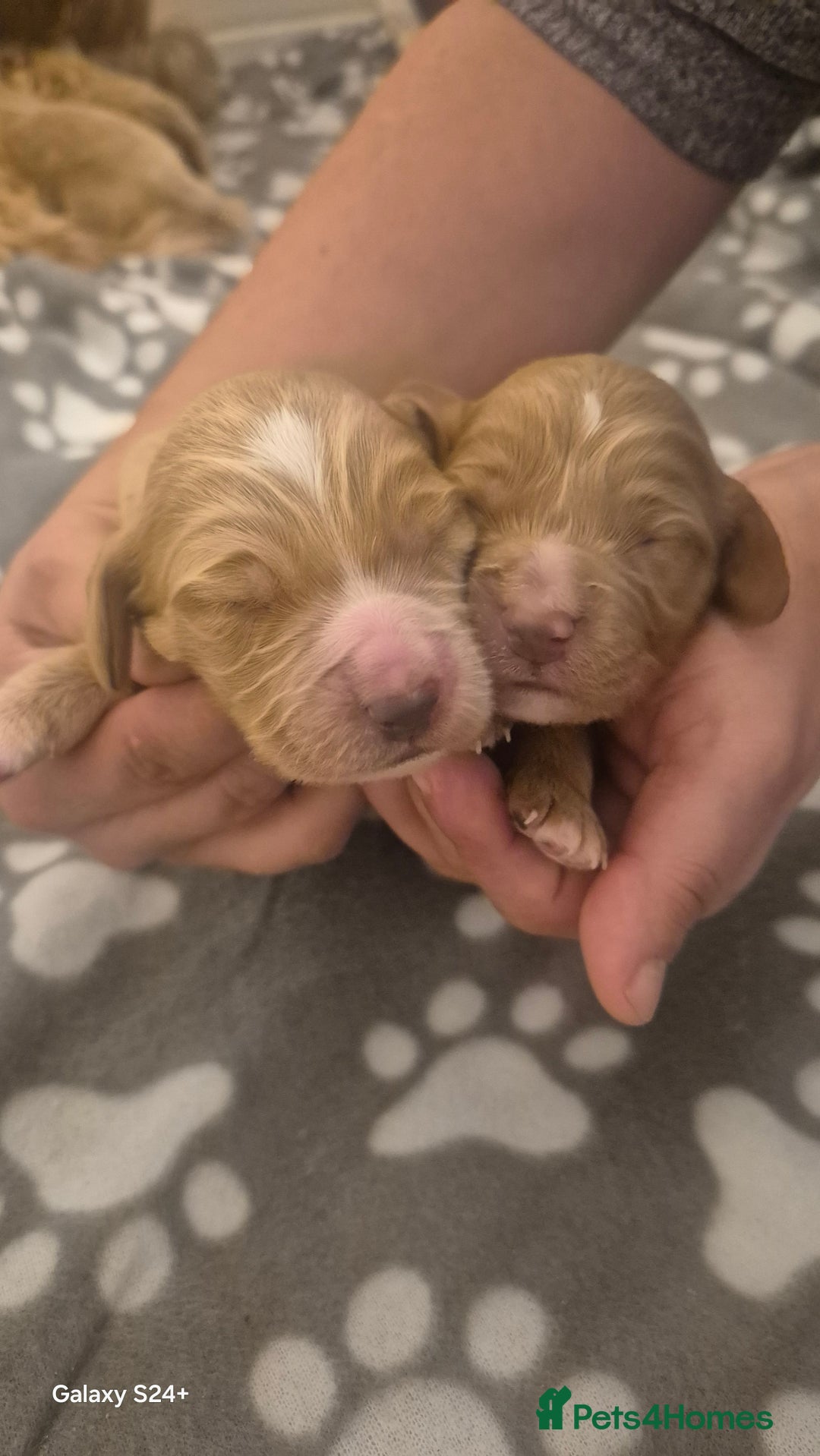 Cockapoo dogs for sale: 2 boys Cockapoo  - Image 1