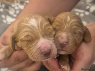 Cockapoo dogs - Advert 7