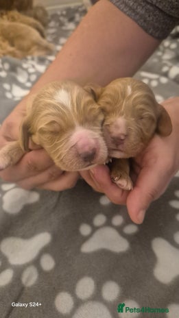 Cockapoo dogs - Advert 2