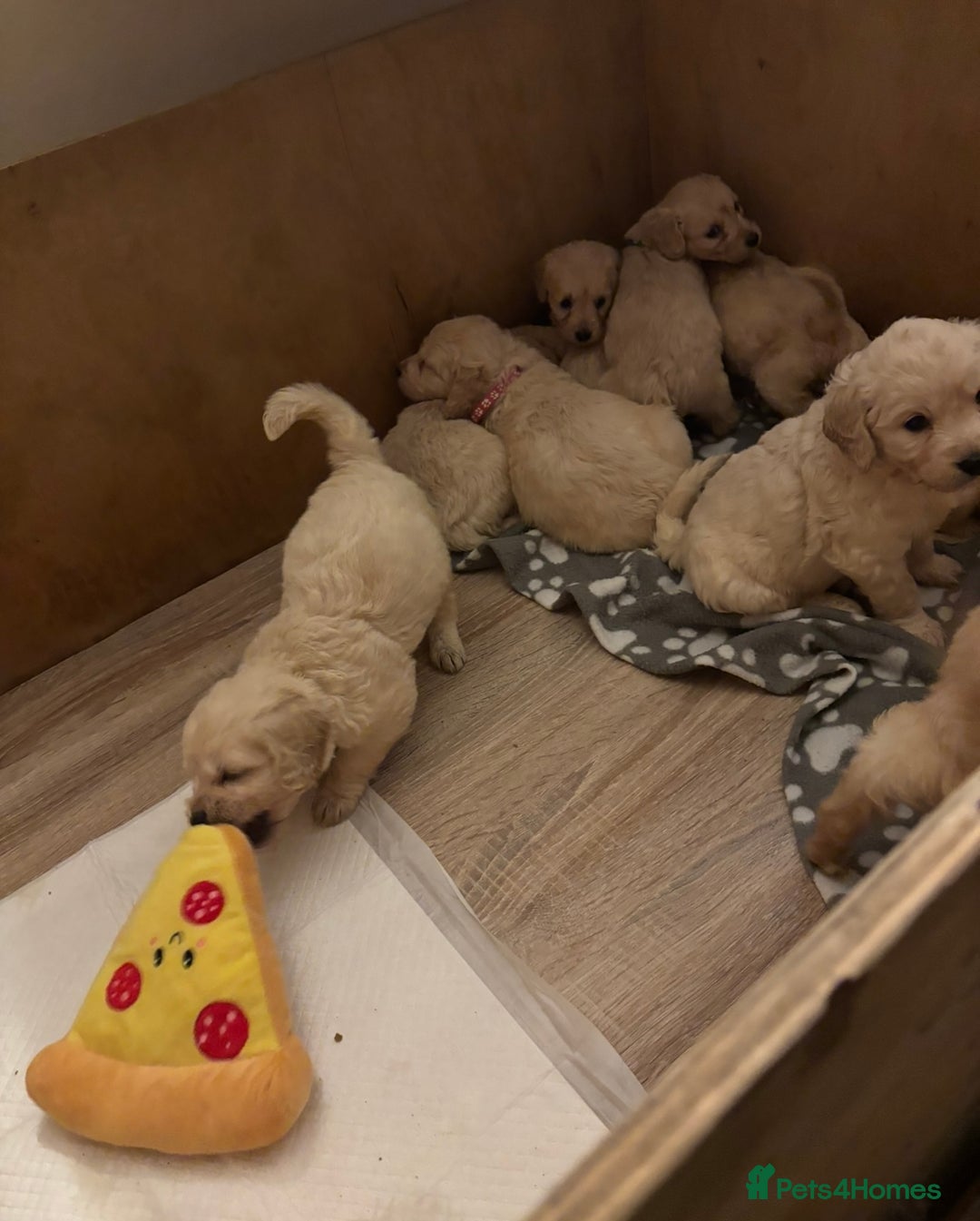 Mini Goldendoodle dogs for sale: 10 beautiful Miniature F1 GoldenDoodle puppies - Advert 14