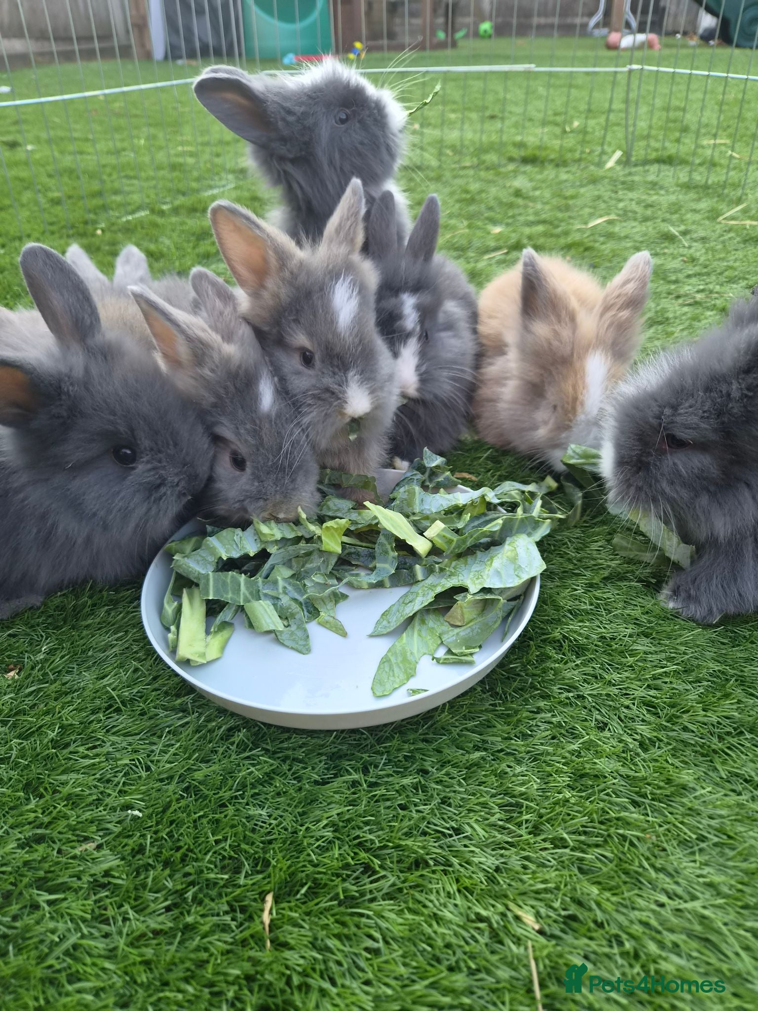 Angora rabbits Angora x lion head available from 29th Aug - Advert 2