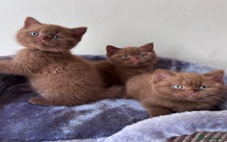 British Shorthair cats for sale: Show quality cinnamon BSH kittens - Image 5