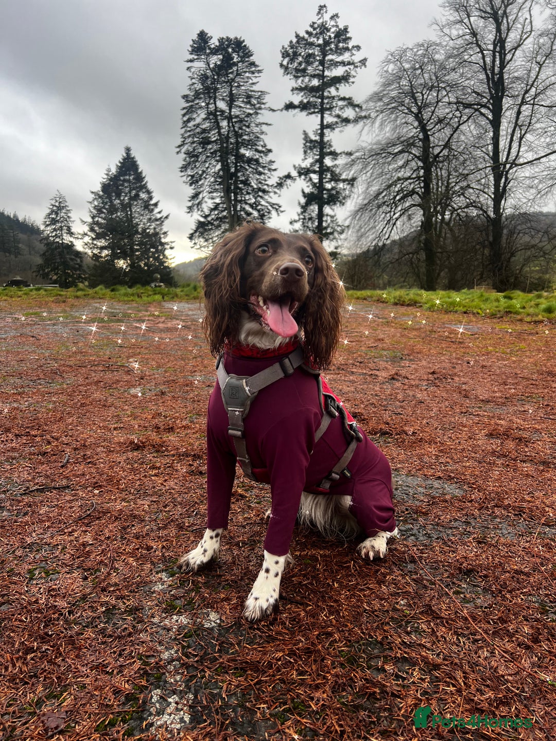 Sproodle dogs for sale: Beautiful Sproodle puppies ready  **  Eve  - Advert 9