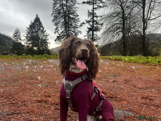 Sproodle dogs Beautiful Sproodle puppies ready ** Eve - Advert 11