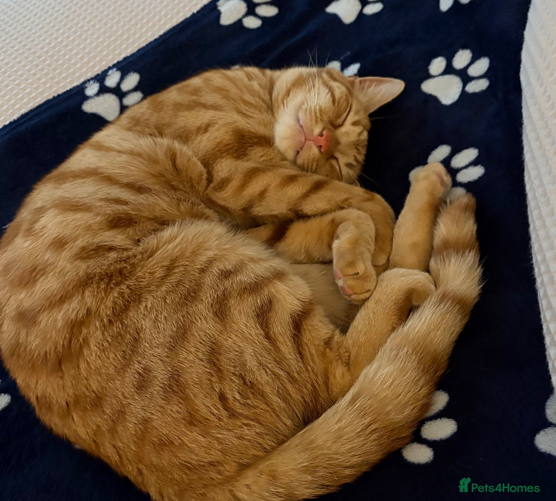 Mixed Breed cats Loving Ginger Cat - neutered male  - Advert 9