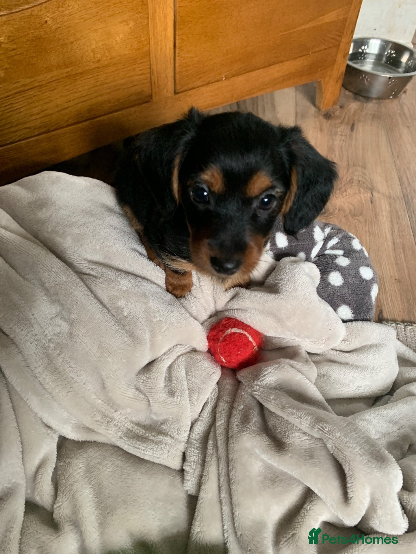 Mixed Breed dogs Yorkshire terrier x puppies  - Advert 4
